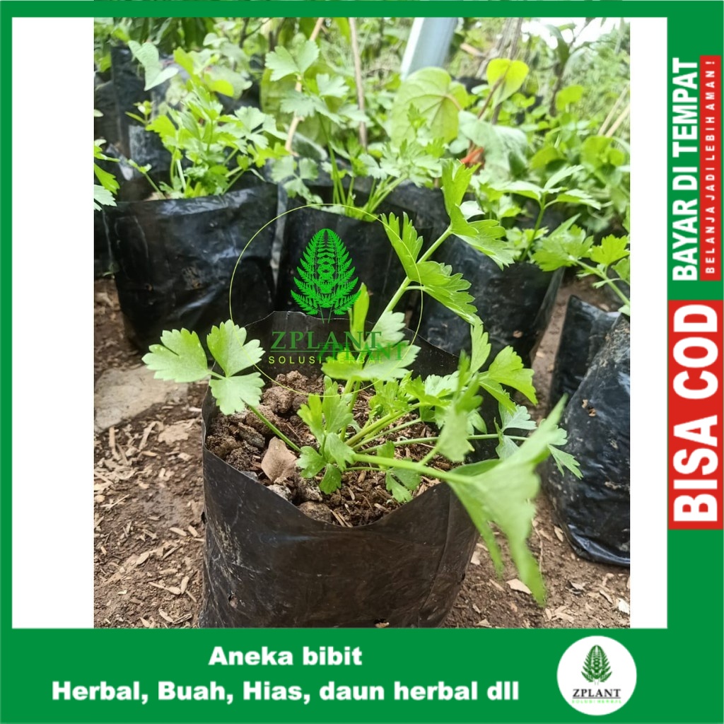 Bibit Tanaman Seledri Bibit Tanaman Daun Seledri Bibit Pohon Selederi Bibit Daun Seledri