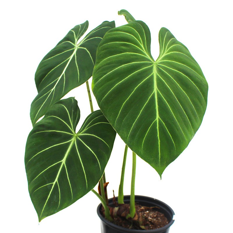 TANAMAN PHILODENDRON GLORIOSUM TANAMAN PHILO GLORIOSUM ZEBRA BUNGA PHILO