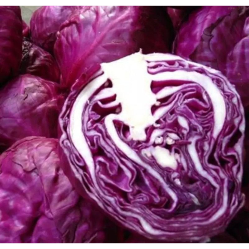 6 biji benih bibit Kubis Kol Merah