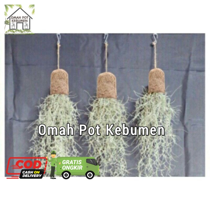 pot jenggot nabi pot jenggot musa gantung