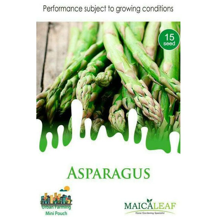 BENIH ASPARAGUS / BIBIT TANAMAN ASPARAGUS ( MAICA LEAF - ASLI - READY BIBIT BUAH