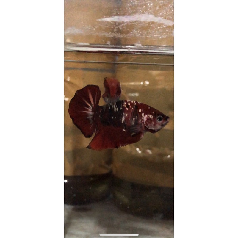 Cupang Iron Man Red Koi Copper Gold