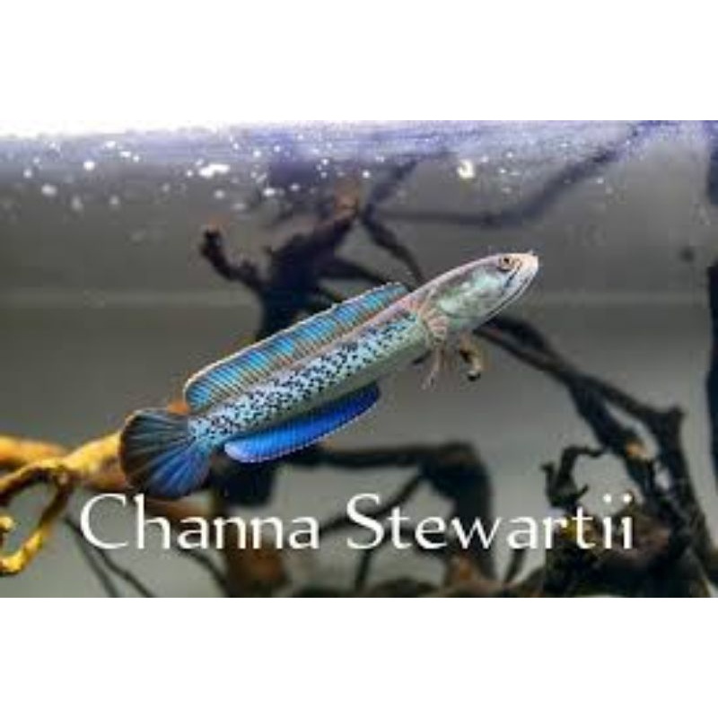 stewarti karbialong - grade A+ Channa stewartii fulldot - cb indukan tertera.