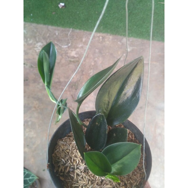 tanaman scindapsus Black truby