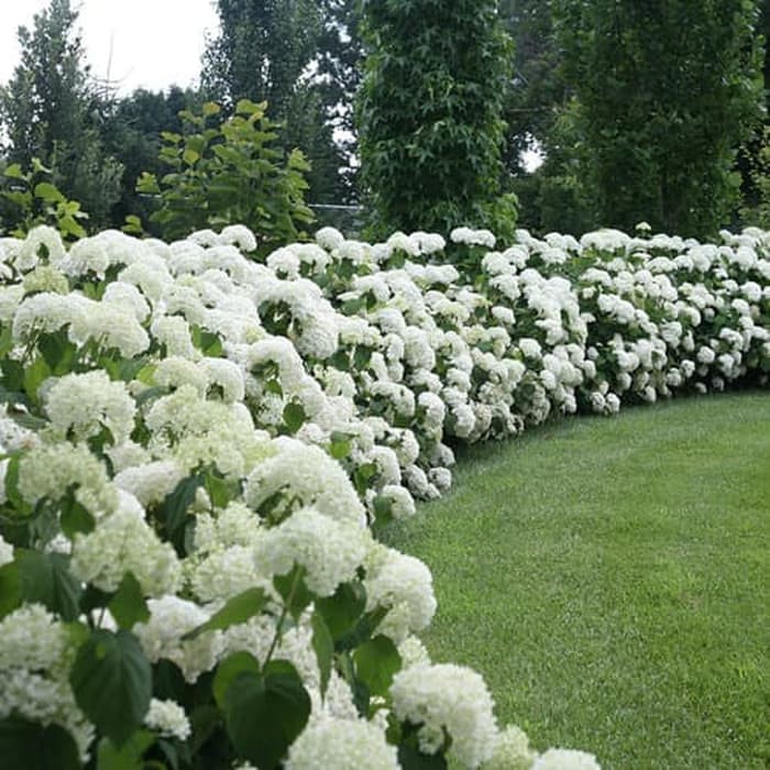 Amefurashi 10 Benih Bibit Biji Bunga Hydrangea Hortensia Kembang Bokor Flower