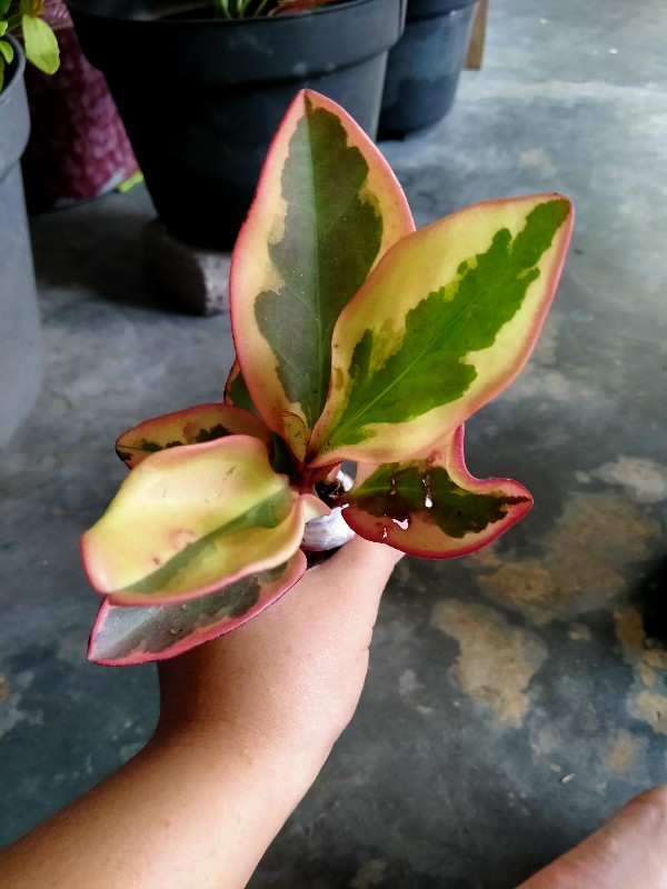 Tanaman Hias Peplan Merah/peperomia Clusiifolia Rainbow