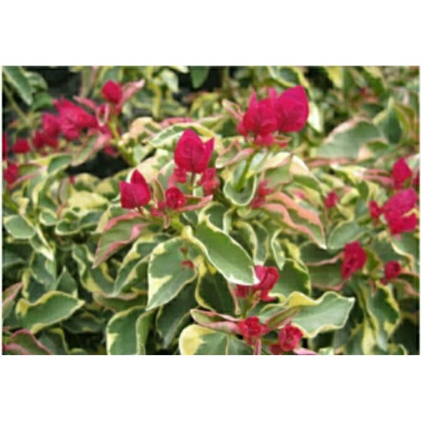 bugenvil varigata merah