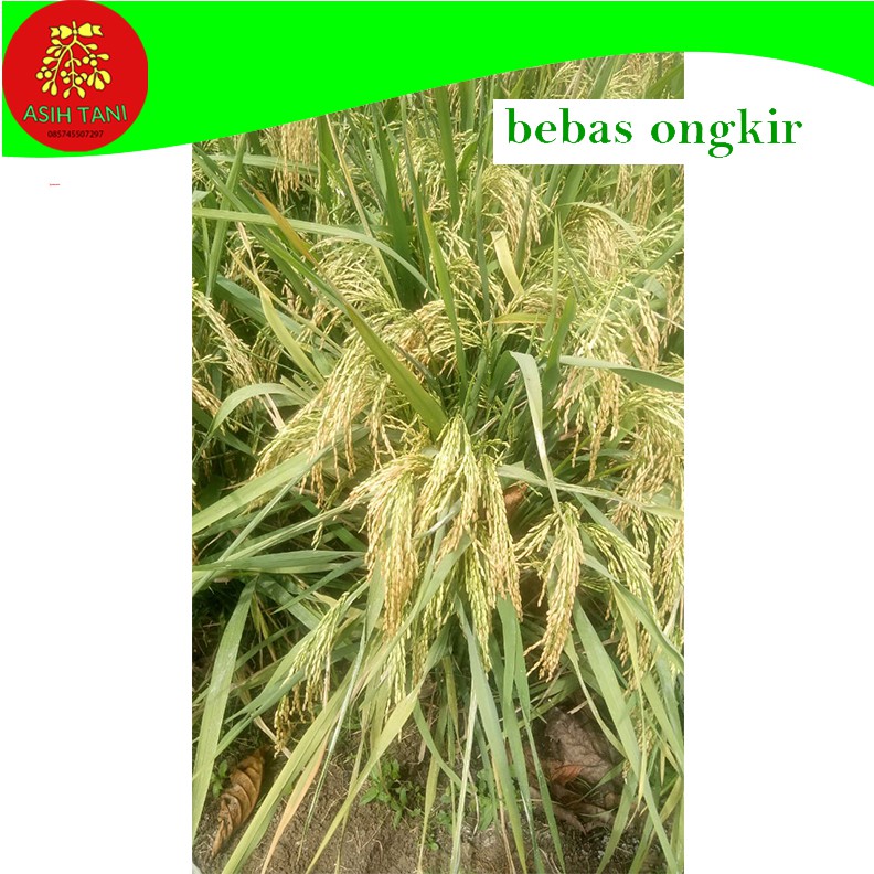 Benih Bibit Padi Srikandi Berkualitas