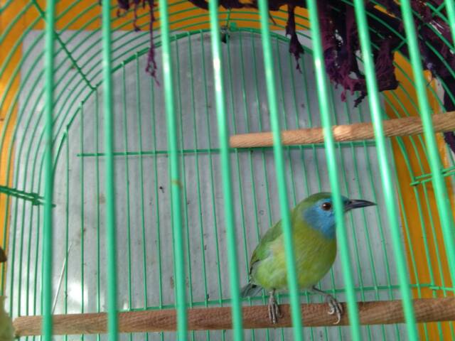 Cucak Ijo Super Mini Kinoy Mas Ngacoran Masteran Murai Shopee