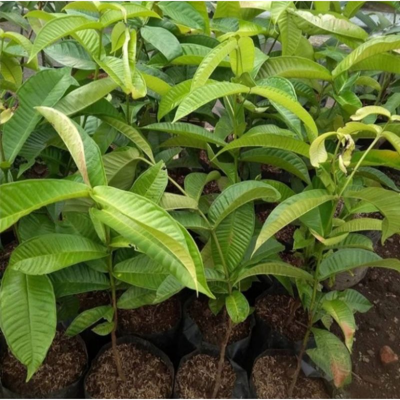 Bibit tanaman buah gowok (kupa) Pohon buah gowok