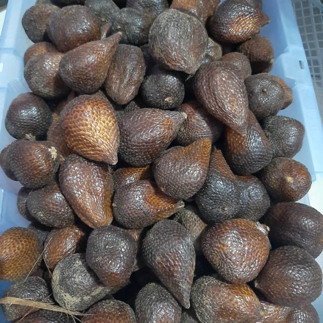 

SALAK PONDOH