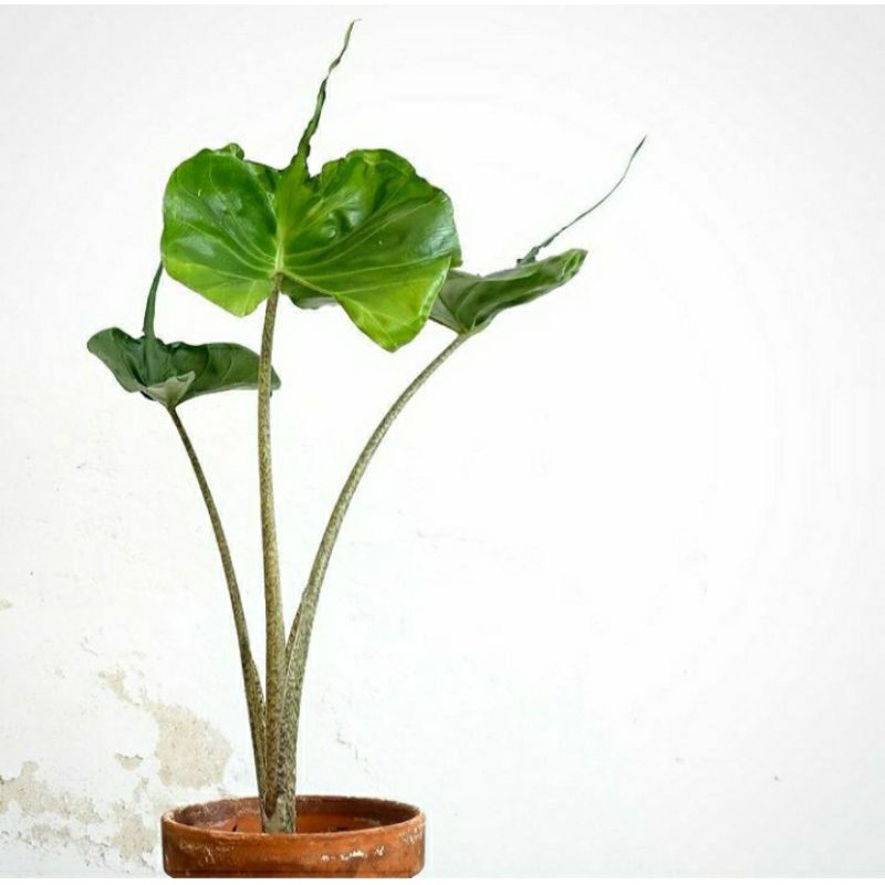 Tanaman Hias Alocasia Stingray langka / Alocasia Stingray