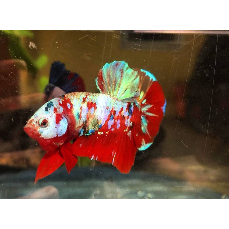 Anakan / Bahanan Ikan cupang hias Koi / Nemo galaxy multi colour #004