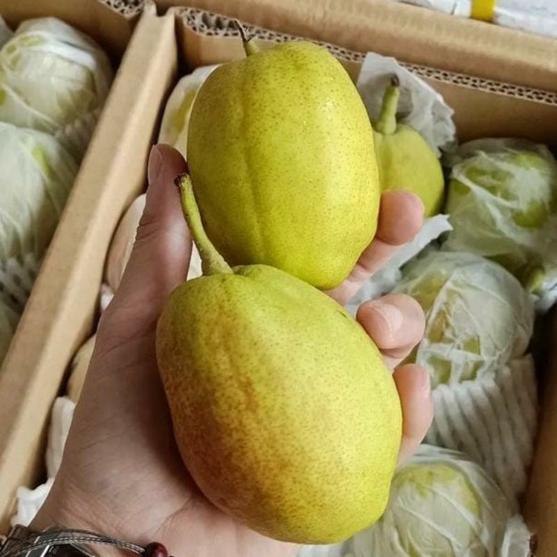 

Buah Pir Pear Xiang Li Manis Renyah Segar