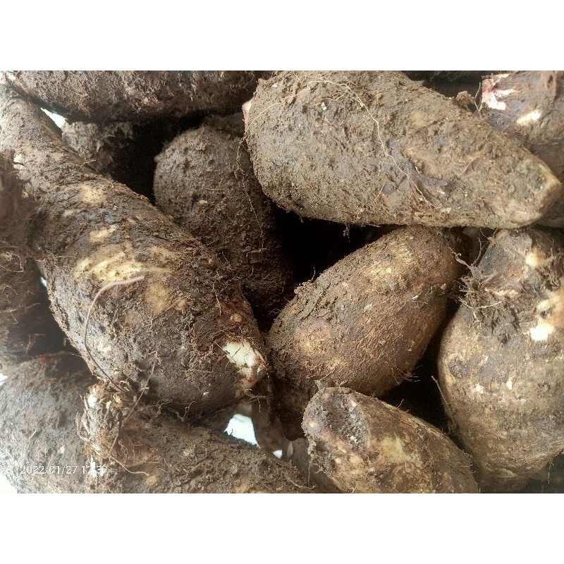 

READY TALAS SEGAR mbote/entik 1000gr