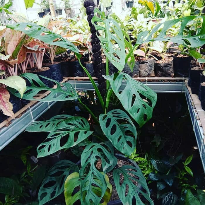 Tanaman Hias Monstera Epipremnoides Shopee Indonesia