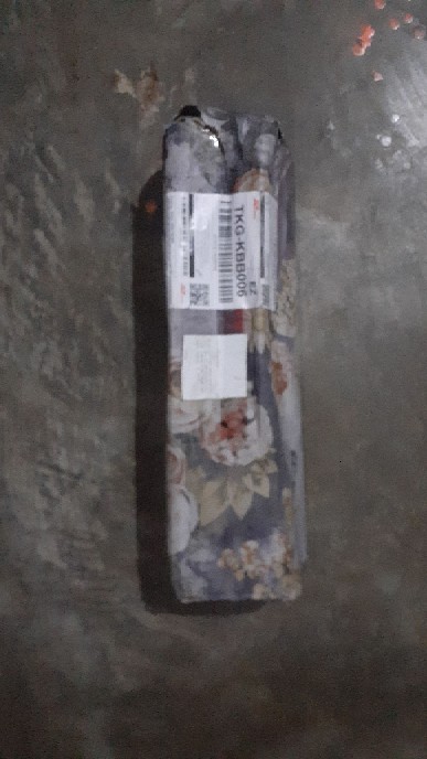 Tanaman Peperomia Semangka