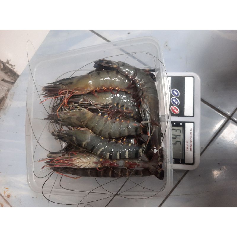 

TERMURAH udang pacet,udang windu,black tiger, segar freah harian bukan frozen 1kg