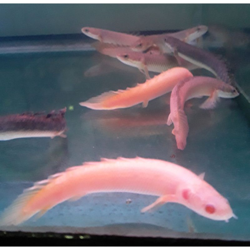 ikan palmas albino