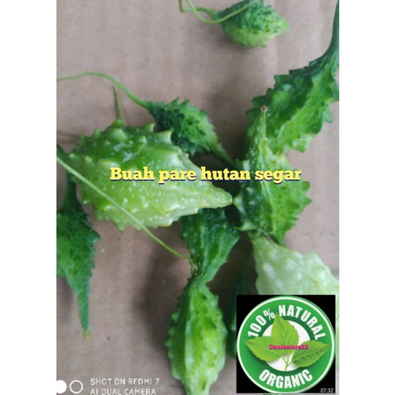 

buah pare hutan pare alas 300 gram