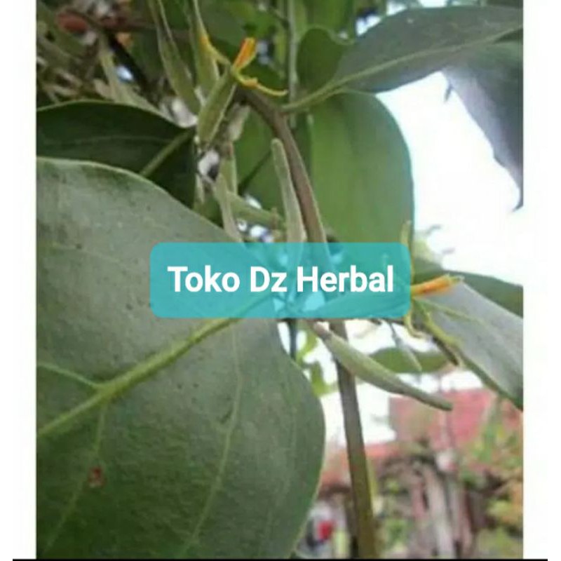 

Benalu mangga segar 1 kg petik langsung-az