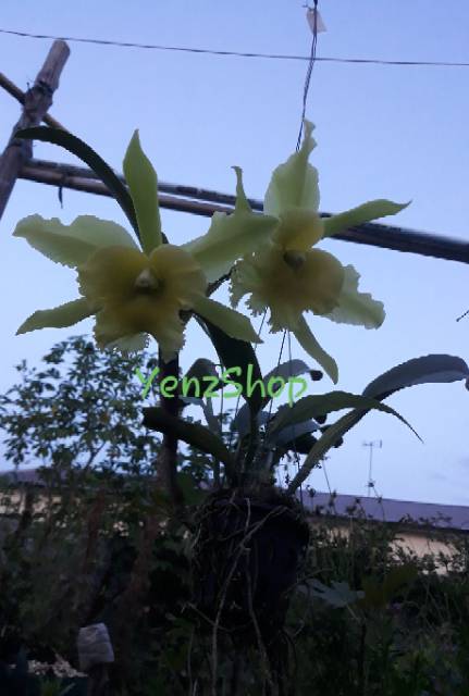 Anggrek Cattleya Port of Paradise jumbo