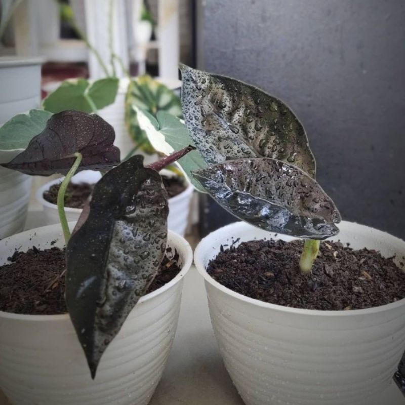Alocasia Black Infernalis anakan 3 Daun