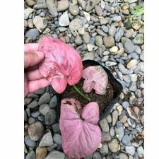 Syngonium Pink Perfection