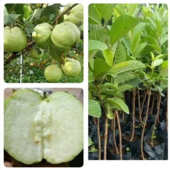 BIBIT BUAH JAMBU BIJI SIUMIK PALA OKULASI