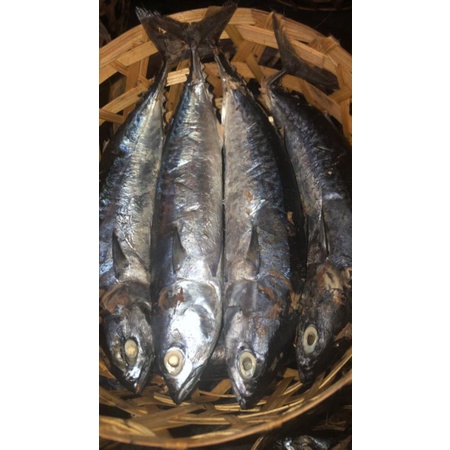 

pindang tongkol fresh 1 ekor