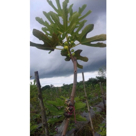 Bibit Pohon Belang Varian Regato Popone | bibit buah tin belang