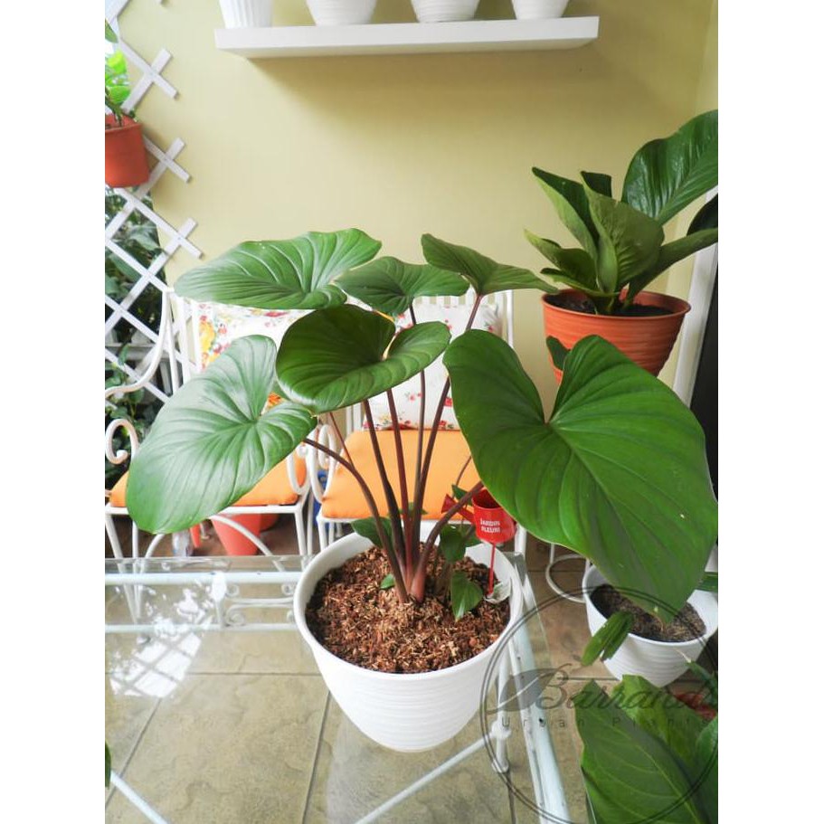 Homalomena Rubescens