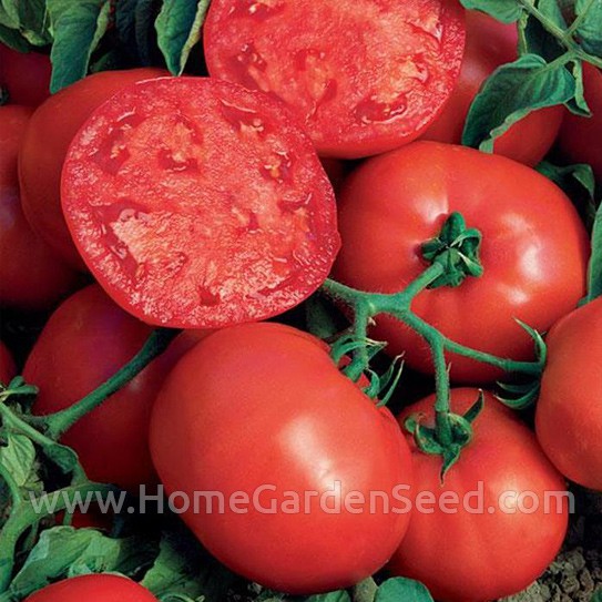 Benih Tomat, Tomato Beefsteak - Home Garden Seed