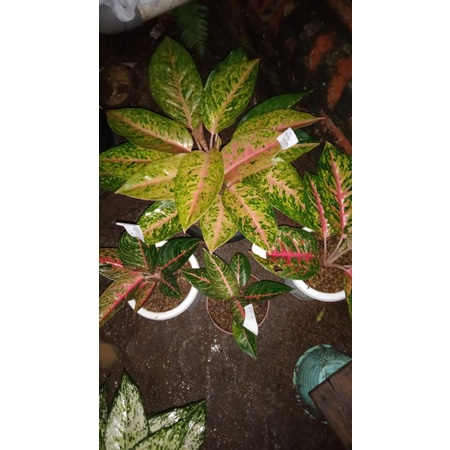 paket 4 aglonema big papa/bigroy rumpun/legacy 2