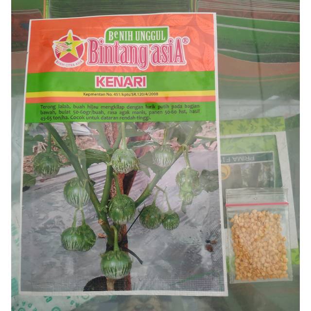 REPACK BENIH BINTANG ASIA