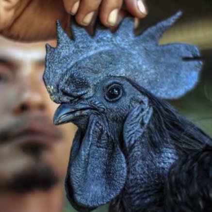 

TELUR AYAM HIAS CEMANI LIDAH HITAM FERTIL ASLI UNTUK DITETASKAN