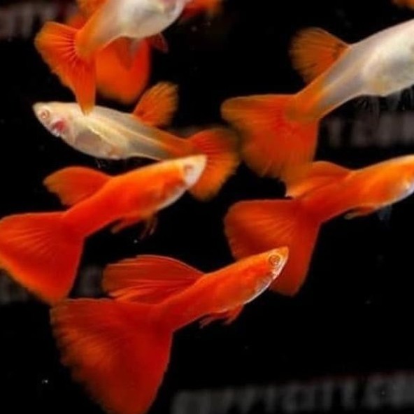 PERAWATAN HEWAN PERAWATAN IKAN GUPPY AFR PASANGAN ALBINO FULL RED IKAN HIAS AQUASCAPE