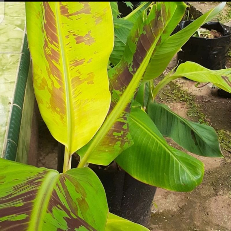 Bibit Pisang Ambon Kuning