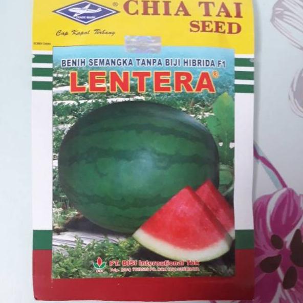 Koleksi Terbaru.. Benih semangka non biji Lentera (20 gram)