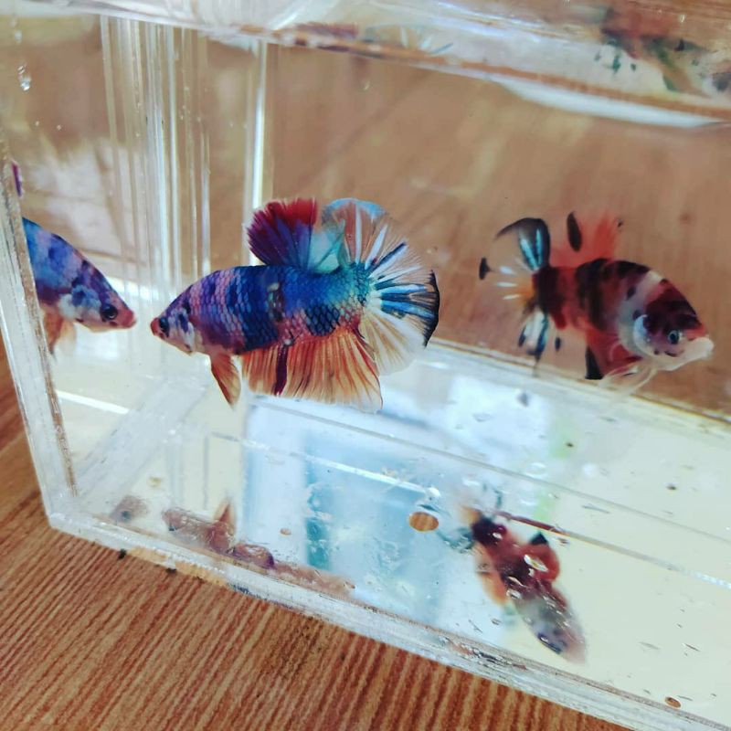 ikan cupang nemo galaxy multi