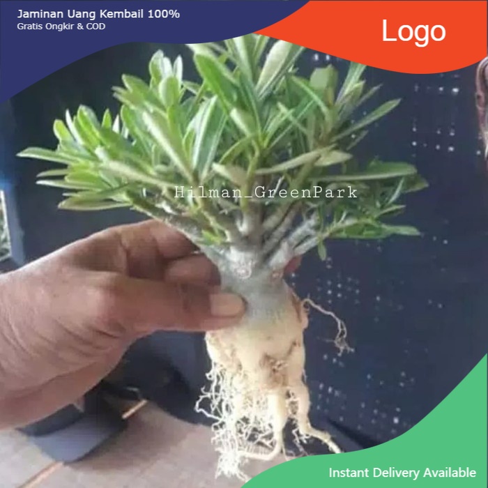 promo bonsai adenium batangseribu