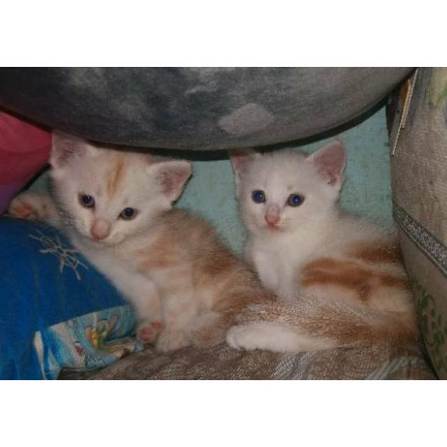 Kucing Persia Betina Kucing Kitten Persia Jantan Kucing Anggora Shopee Indonesia