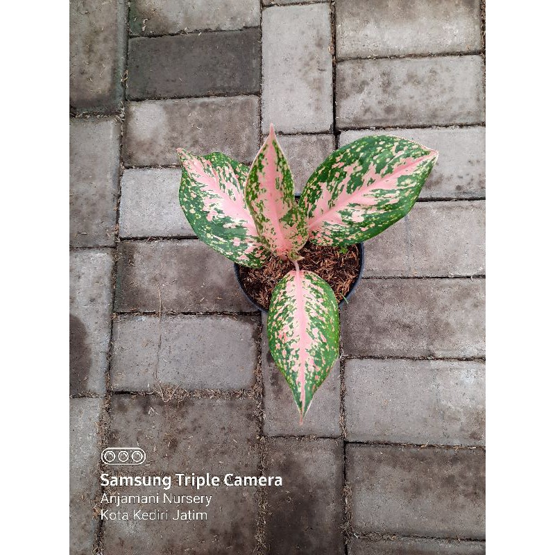 Tanaman Hias Aglonema Aglaonema Silver Bell Tanaman Indoor Dan Outdoor