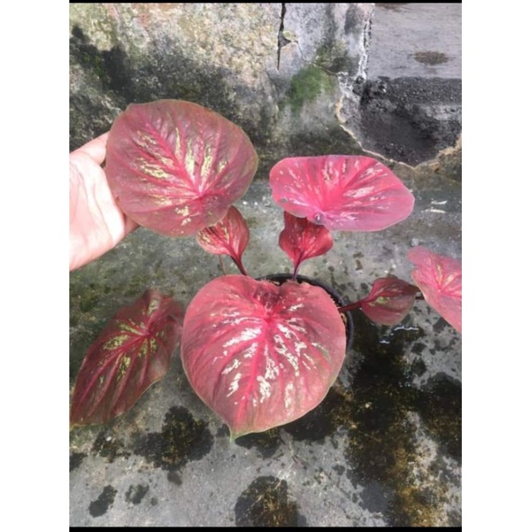 Keladi caladium doreng daun ganda