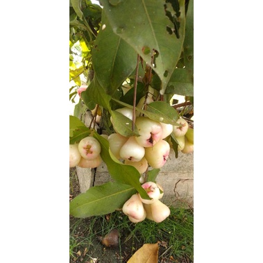 

jambu deli