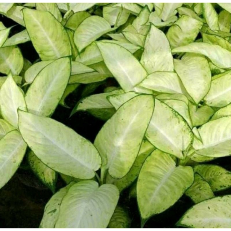 AGLONEMA DIFEN TISSU DEWASA +POT