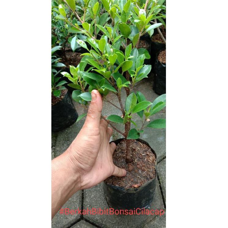 【today】 Bibit Bonsai Beringin Kimeng