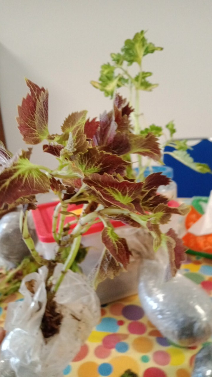 Tanaman Hias Jengger Ayam