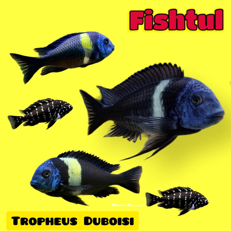 Cichlid Tropheus Duboisi