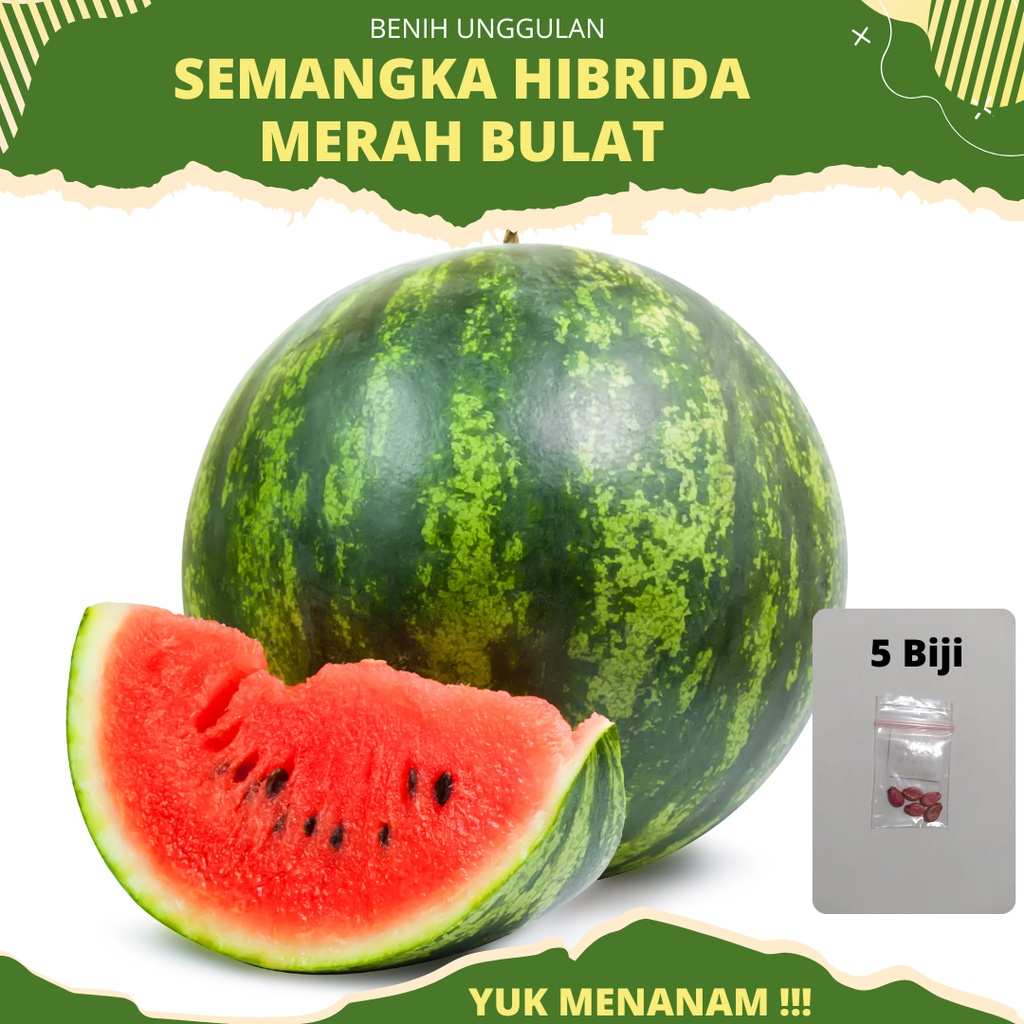 5 Biji - Benih Semangka Merah bulat Hibrida F1